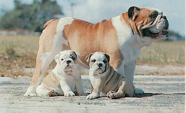 BULLDOG.JPG
