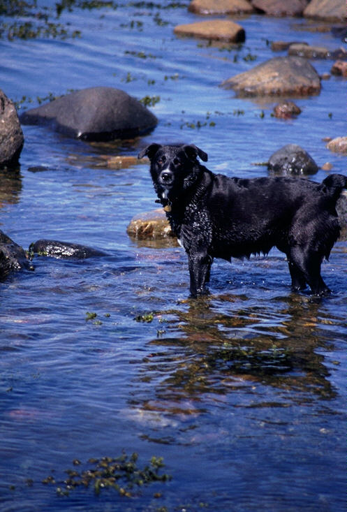 DOGWATER.JPG