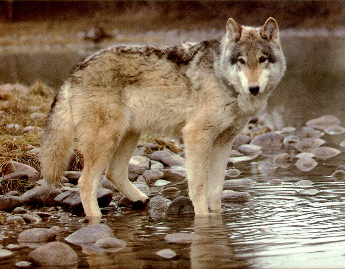 WOLF1.JPG