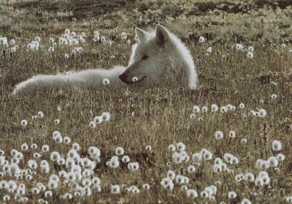 WOLF.JPG