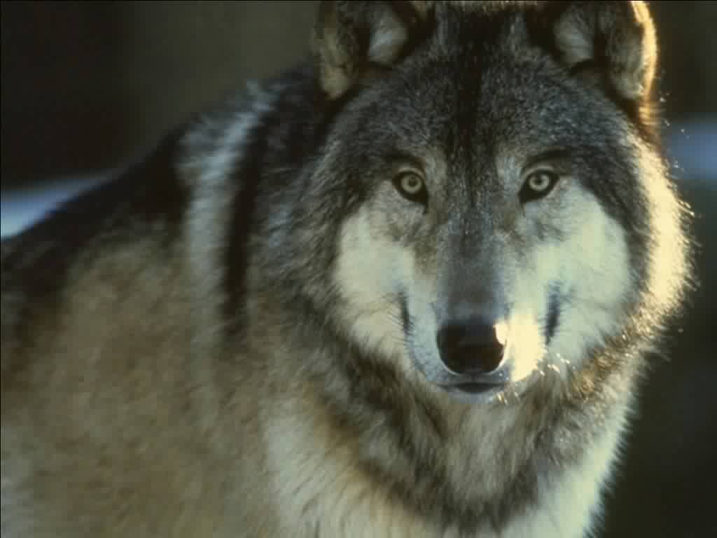 wolves.jpg