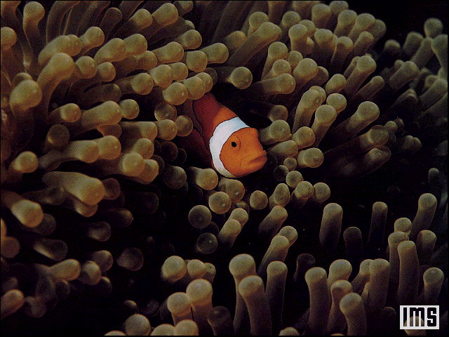 Nemo:D.JPG