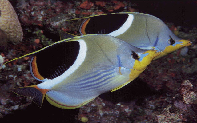 FISHY.JPG