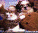 CADG7.GIF