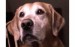 DOG.JPG