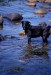 DOGWATER.JPG