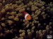 Nemo:D.JPG