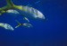 Fish_2.jpg